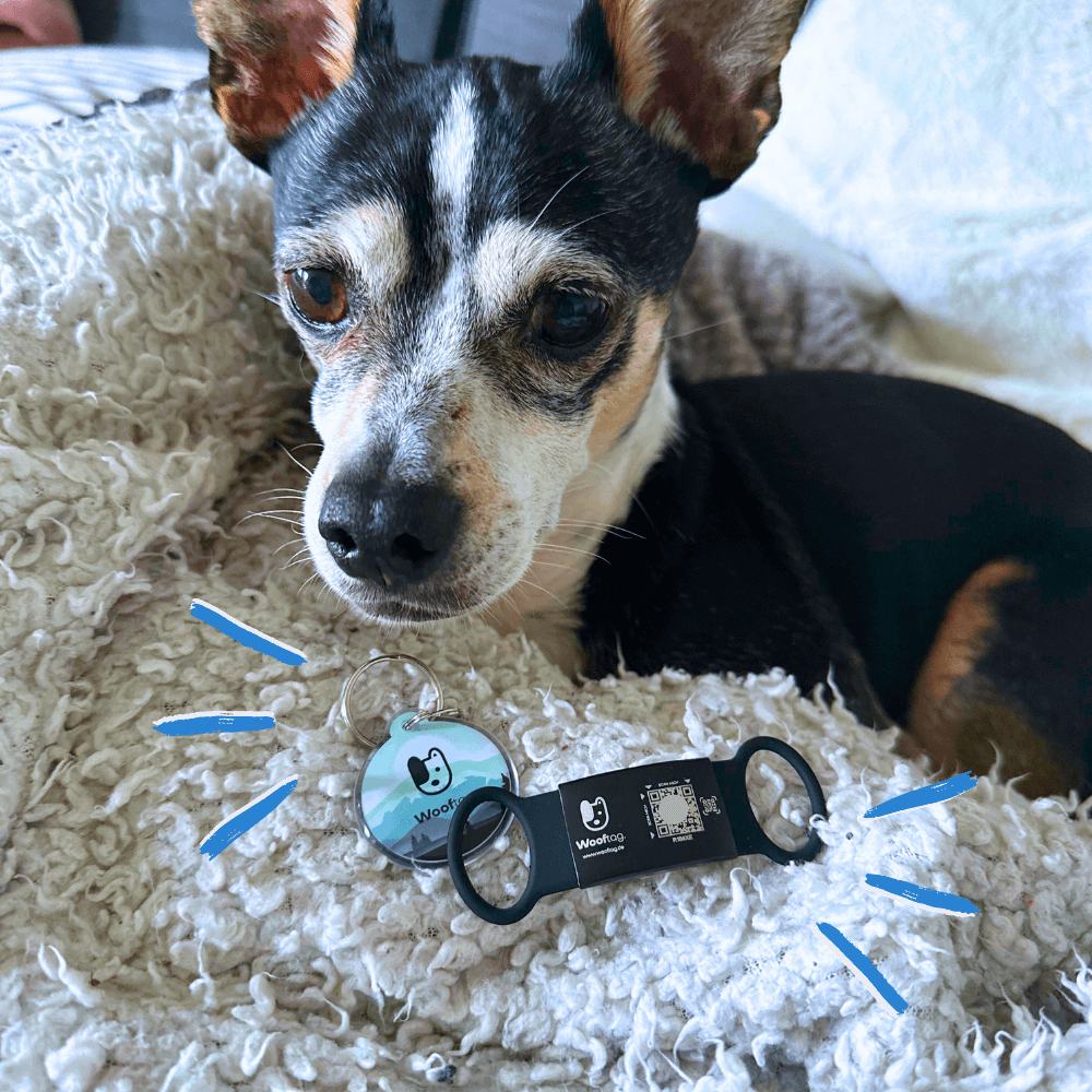 Wooftag - Jungle Dog